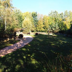 Musk ox exhibit (Oct 13th, 2018)