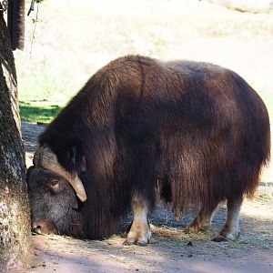 Musk ox (Ovibos moschatus), Oct 13th, 2018