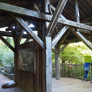 Wolverine viewing area (Oct 13th, 2018)