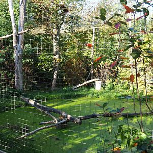 European eagle-owl - Common raven - Black stork aviary (Oct 13th, 2018)