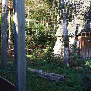 European eagle-owl - Common raven - Black stork aviary (Oct 13th, 2018)