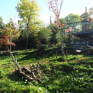 Eurasian wolf exhibit (Oct 13th, 2018)