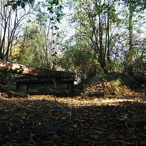 Eurasian wolf exhibit (Oct 13th, 2018)