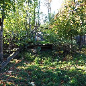 Raccoon - Striped skunk exhibit (Oct 13th, 2018)