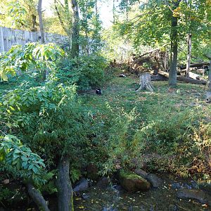 Raccoon - Striped skunk exhibit (Oct 13th, 2018)