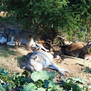 Resting pack of Eurasian wolves (Canis lupus lupus), Oct 13th, 2018