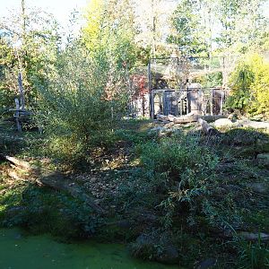 Eurasian wolf exhibit (Oct 13th, 2018)