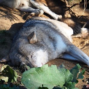 Resting Eurasian wolf (Canis lupus lupus), Oct 13th, 2018