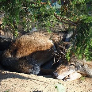 Resting Eurasian wolf (Canis lupus lupus), Oct 13th, 2018