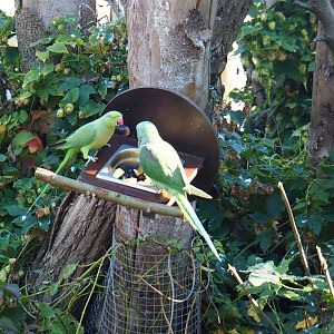 Ring-necked parakeet (Psittacula krameri) and Alexandrine parakeet (Psittacula eupatria), Oct 13th, 2018