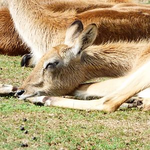 Kafue Flats Lechwe-2017