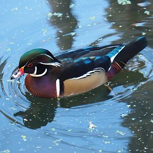 North American wood duck (Aix sponsa), Oct 13th, 2018