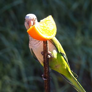 Quaker parrot (Myiopsitta monachus) feeding (Oct 13th, 2018)