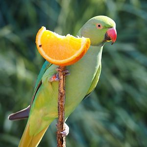 Ring-necked parakeet (Psittacula krameri) with orange (Oct 13th, 2018)