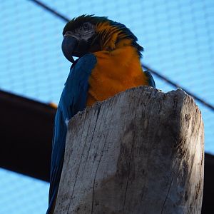 Blue-and-yellow macaw (Ara ararauna), Oct 13th, 2018
