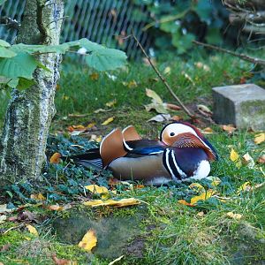 Mandarin duck (Aix galericulata), Oct 13th, 2018