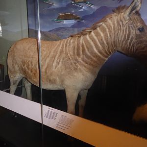 Taxidermy specimen of Quagga (Equus quagga quagga) at National Museum of Scotland, Edinburgh