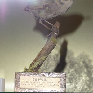 Taxidermy specimen of Bushwren (Xenicus longipes) at National Museum of Scotland, Edinburgh