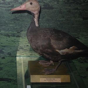 Taxidermy specimen of Pink-headed Duck (Rhodonessa caryophyllacea) at National Museum of Scotland, Edinburgh