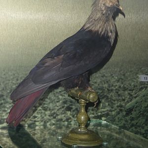 Taxidermy specimen of Mauritius Blue Pigeon (Alectroenas nitidissimus) at National Museum of Scotland, Edinburgh