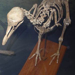 Skeleton of Rodrigues Solitaire (Pezophaps solitaria) at National Museum of Scotland, Edinburgh