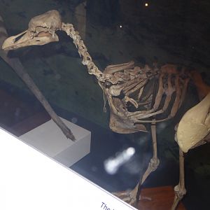 Skeleton of Rodrigues Solitaire (Pezophaps solitaria) at National Museum of Scotland, Edinburgh