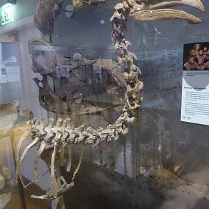 Skeleton of Heavy-footed Moa (Pachyornis elephantopus) at National Museum of Scotland, Edinburgh