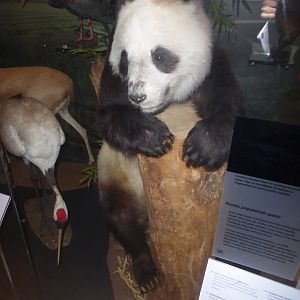 Taxidermy specimen of Giant Panda "Ching-Ching" at National Museum of Scotland, Edinburgh