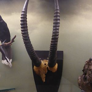 Horn mount of Bluebuck (Hippotragus leucophaeus)  at National Museum of Scotland, Edinburgh