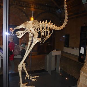 Skeleton of South Island Giant Moa (Dinornis robustus) at National History Museum, London
