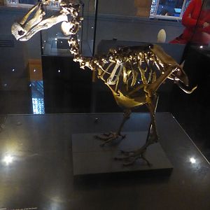Skeleton of Dodo (Raphus cucullatus) at National History Museum, London