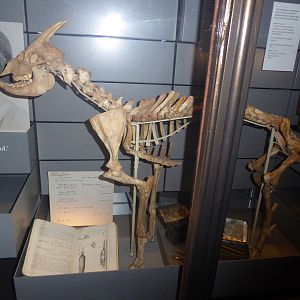 Skeleton of Balearic Island Cave Goat (Myotragus balearicus) at National History Museum, London