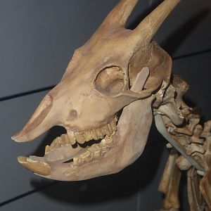 Skull of Balearic Island Cave Goat (Myotragus balearicus) at National History Museum, London