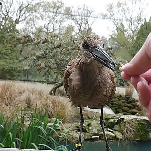 Paul & Lynsey's Zoo Tour #83 Birdworld - YouTube