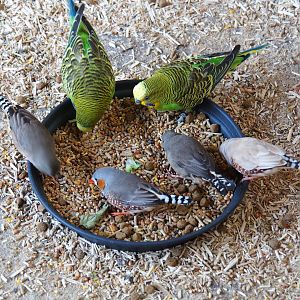 Budgerigars (Melopsittacus undulatus) and domestic zebra finches (Taeniopygia guttata domestica) feeding (Oct 13th, 2018)