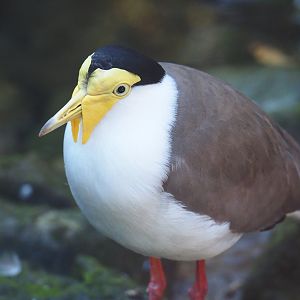 Masked lapwing (Vanellus miles miles), Oct 13th, 2018