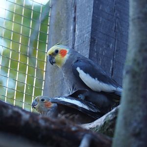 Cockatiels (Nymphicus hollandicus), Oct 13th, 2018