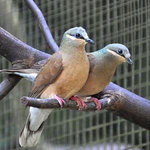 Phapitreron nigrorum / Buff-eared brown-dove at Negros Forests and Ecological Foundation.