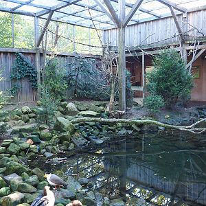 Australian aviary (Oct 13th, 2018)