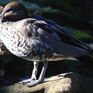 Female maned goose (Chenonetta jubata), Oct 13th, 2018