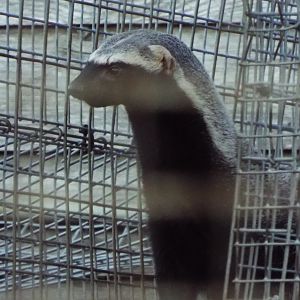 Greater Grison Hamerton Zoo Park