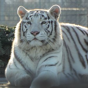 White Bengal Tiger Hamerton Zoo Park