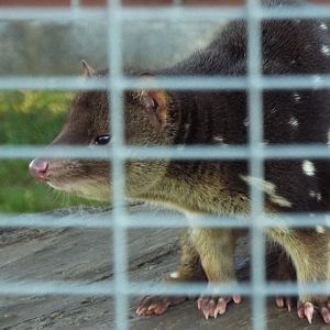 Male Tiger Quoll Hamerton Zoo Park