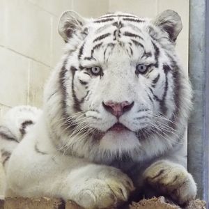 White Bengal Tiger Hamerton Zoo Park