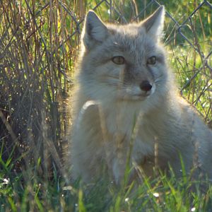 Corsac Fox Hamerton Zoo Park
