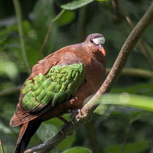 Stephan's dove, Chalcophaps stephani