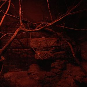 Garnett's Greater Galago Exhibit