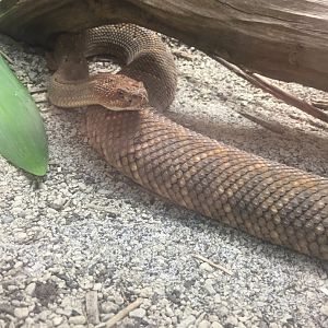 Aruba Island Rattlesnake