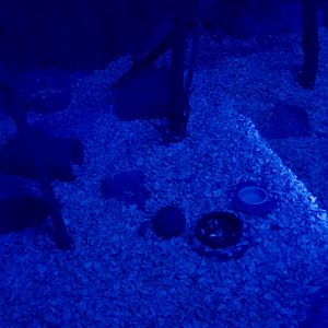 Southern Three-Banded Armadillo