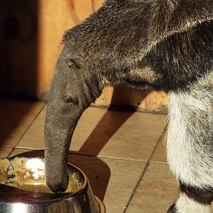 Anteater Hamerton Zoo Park